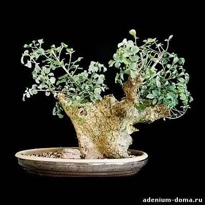 Commiphora CAMPESTRIS Коммифора Кампестрис обыкновенная 3