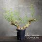 Commiphora CAMPESTRIS (Коммифора) 2