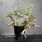 Commiphora CAMPESTRIS (Коммифора) 3