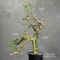 Commiphora CAMPESTRIS (Коммифора) 4