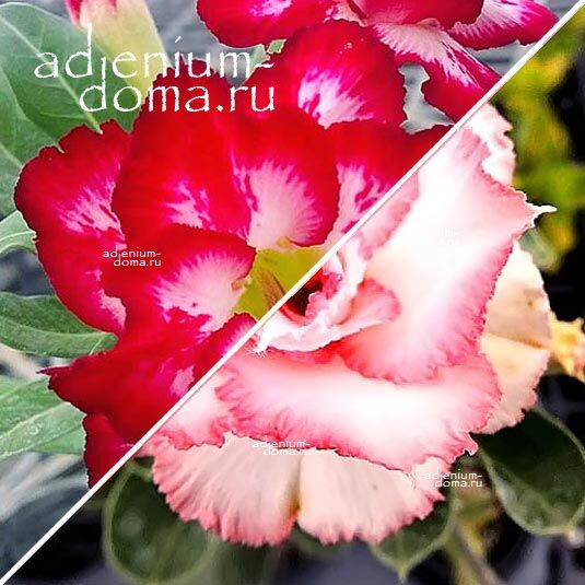 Adenium Адениум Hybrid NEW-64 X NEW-52