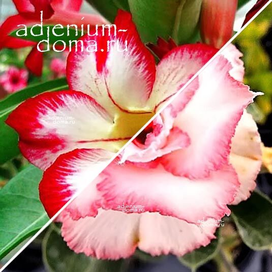 Adenium Адениум Hybrid NEW-69 X NEW-64