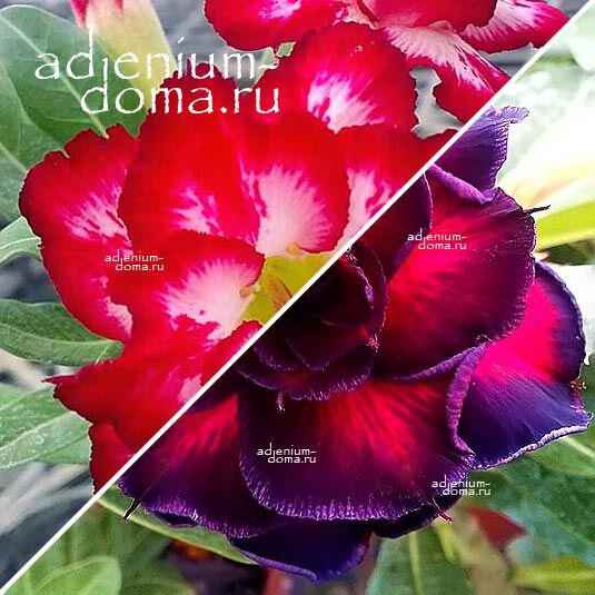 Adenium Адениум Hybrid NEW-52 X NEW-65