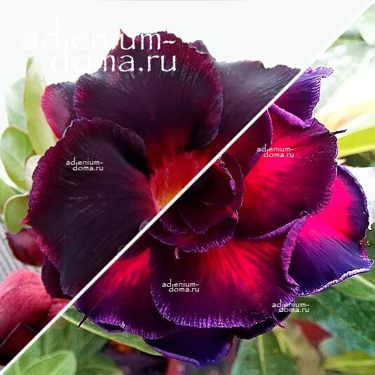 Adenium Адениум Hybrid NEW-51 X NEW-65