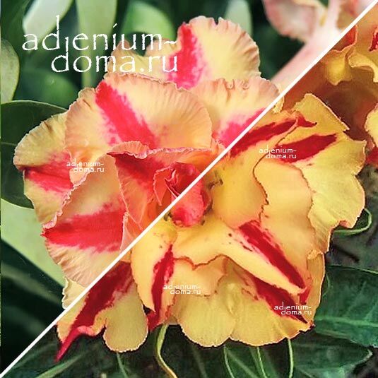 Adenium Адениум Hybrid NEW-56 X NEW-37