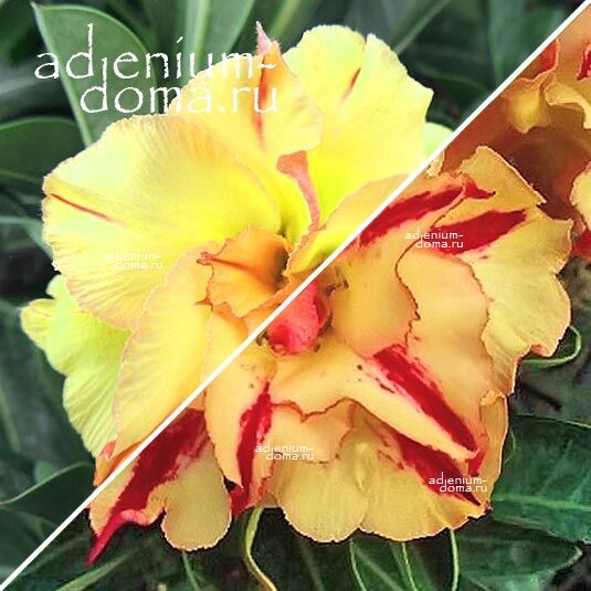 Adenium Адениум Hybrid NEW-61 X NEW-37