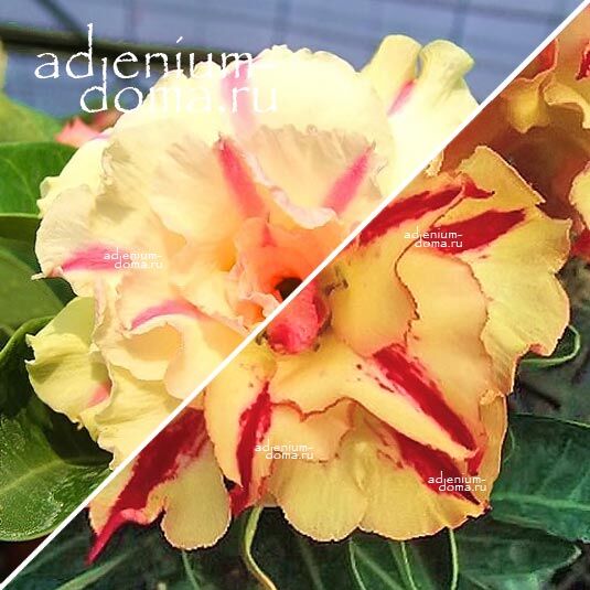 Adenium Адениум Hybrid NEW-57 X NEW-37