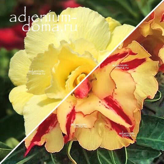 Adenium Адениум Hybrid NEW-55 X NEW-37