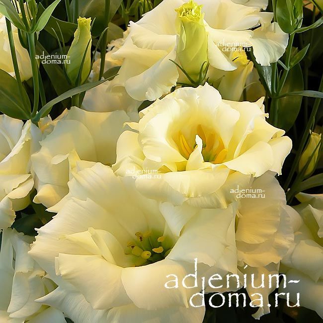 Eustoma GRANDIFLORUM ABC YELLOW Эустома крупноцветковая ABC Елоу Лизиантус Рассела Ирландская роза 2