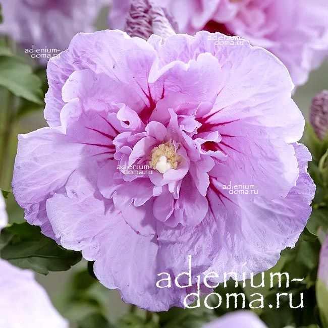 Hibiscus SYRIACUS DOUBLE LAVENDER CHIFFON Гибискус сирийский 2