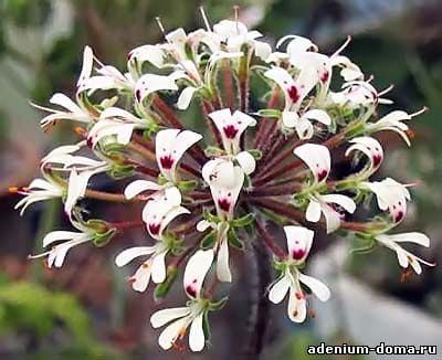 Pelargonium VINACEUM Пеларгония винная 2