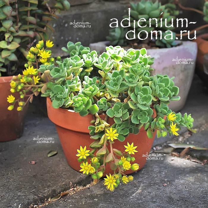 Aichryson BETHENCOURTIANUM Аихризон Бетанкура Дерево любви 3