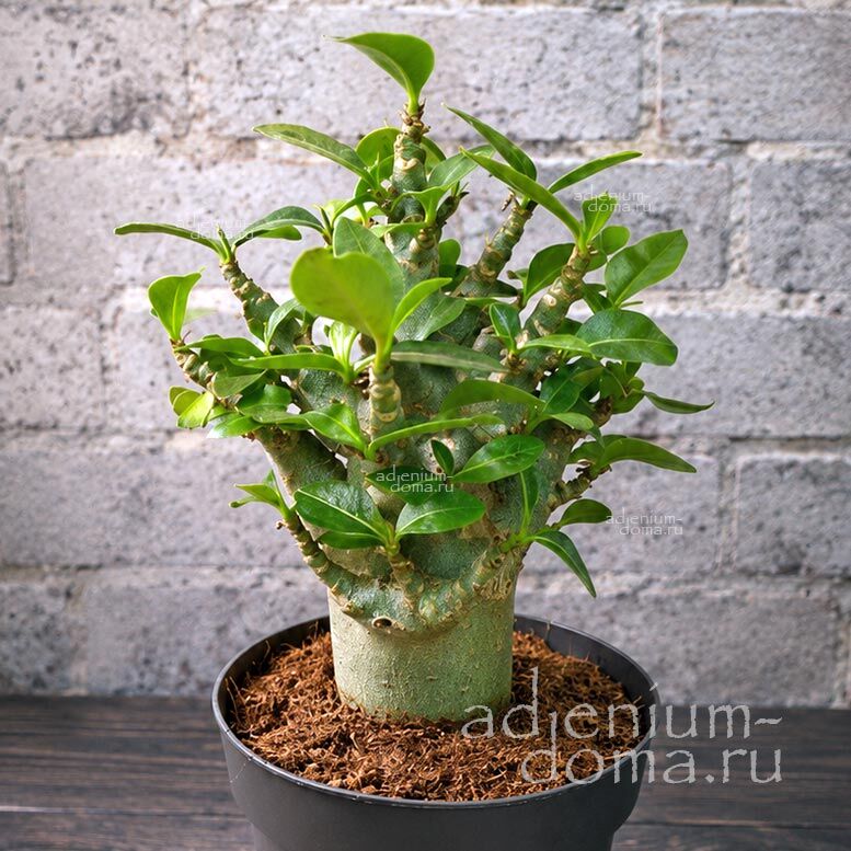 Adenium ARABICUM MIX Адениум арабский 1