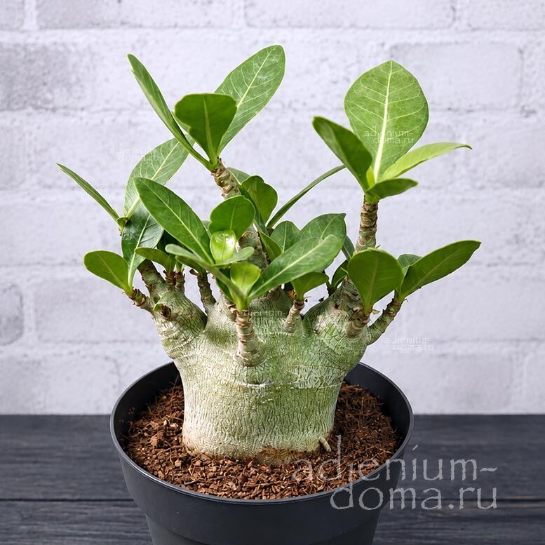 Adenium ARABICUM MIX Адениум арабский 1
