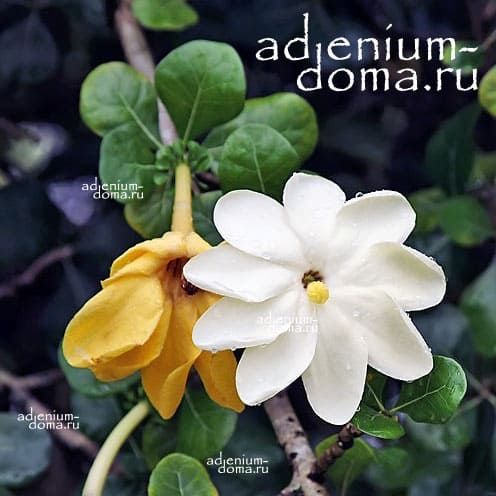 Gardenia VOLKENSII Гардения Фолькенса 1
