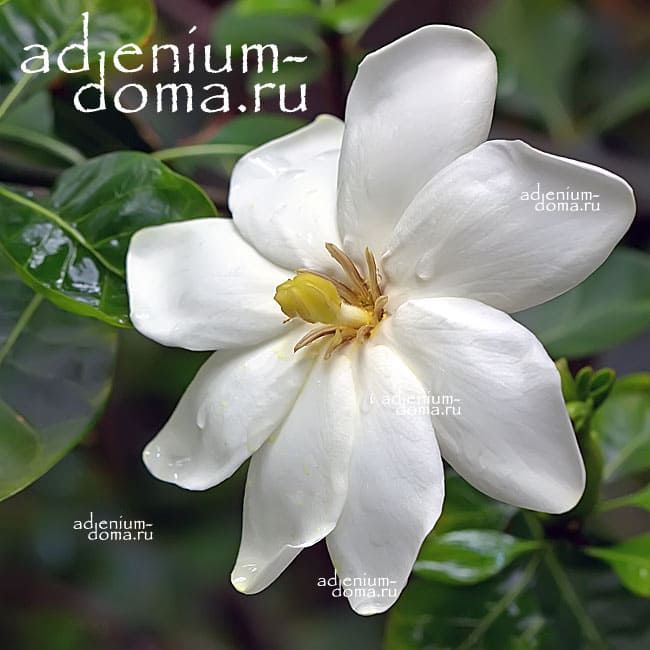 Gardenia VOLKENSII Гардения Фолькенса 2
