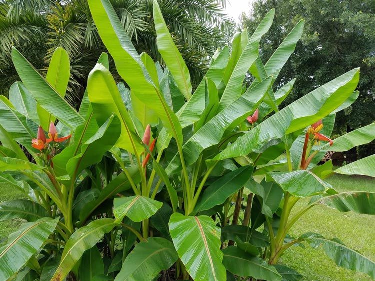 Musa LATERITA Банан латеритный красноцветный 3