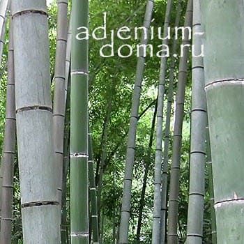 Dendrocalamus MEMBRANACEUS Бамбук перепончатый White Bamboo Бамбук белый Дендрокаламус перепончатый 1
