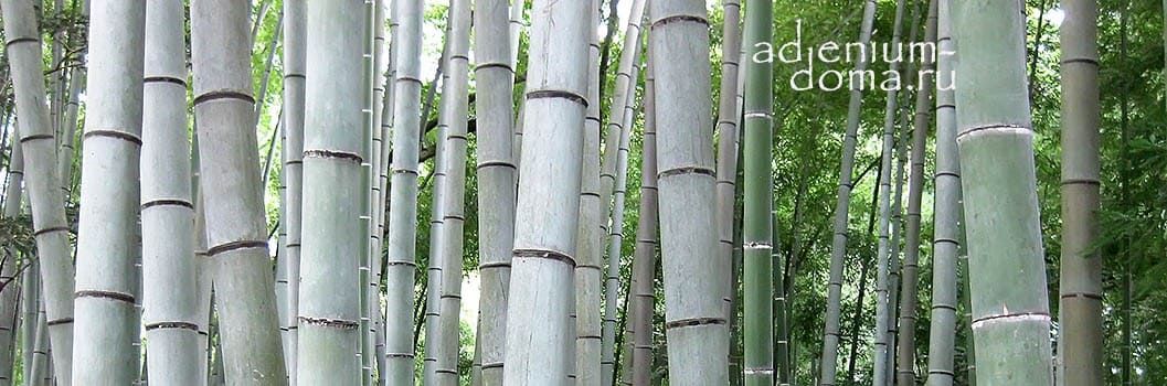 Dendrocalamus MEMBRANACEUS Бамбук перепончатый White Bamboo Бамбук белый Дендрокаламус перепончатый 3