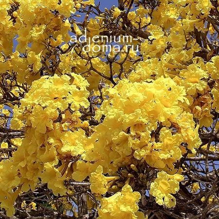 Tabebuia CARAIBA (Argentea, Aurea, Табебуйя)