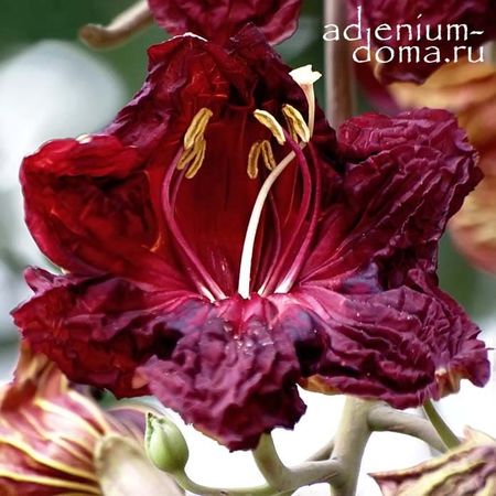 Семіз есектер мен жайылған аяқтардың фотосуреттері