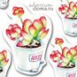 Открытка Kalanchoe THYRSIFLORA (Каланхоэ) 2