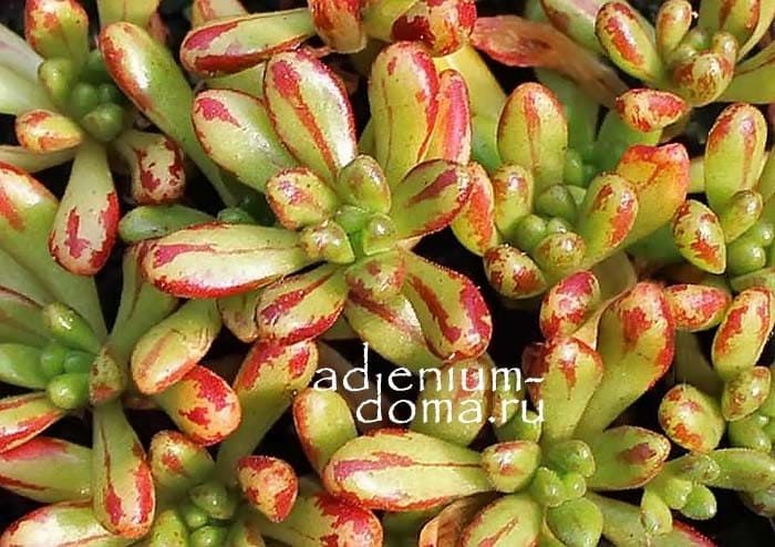 Aeonium SEDIFOLIUM Эониум седумолистный очитколистный Седифолиум 2