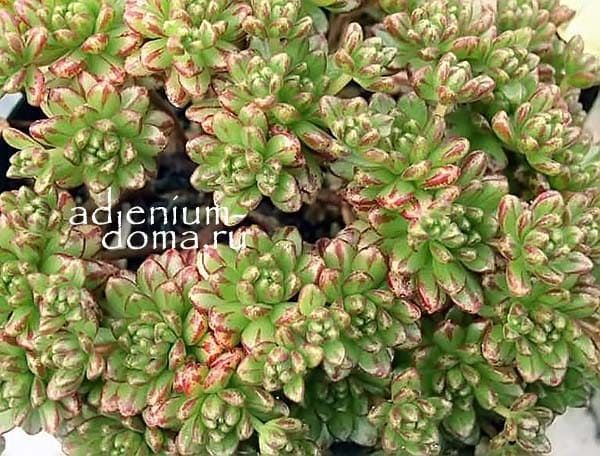 Aeonium SEDIFOLIUM Эониум седумолистный очитколистный Седифолиум 3