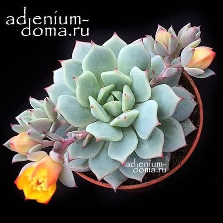 Echeveria DERENBERGII (Эхеверия, Эчеверия)