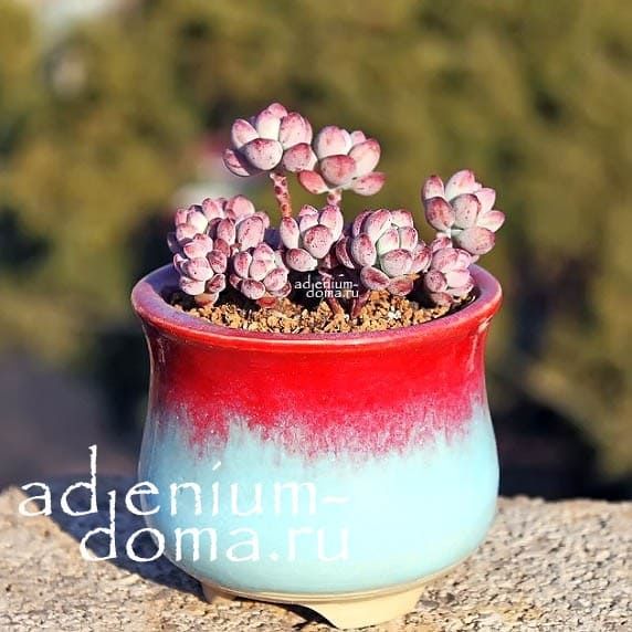 Кликните для увеличения изображения Sedum COMMIXTUM (Седум, Очиток)