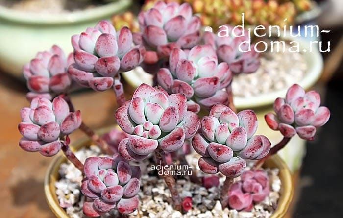 Sedum COMMIXTUM Седум смешанный Очиток 3