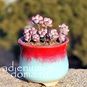 Sedum COMMIXTUM (Седум, Очиток) 2