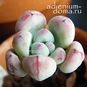 Sedum COMMIXTUM (Седум, Очиток) 3