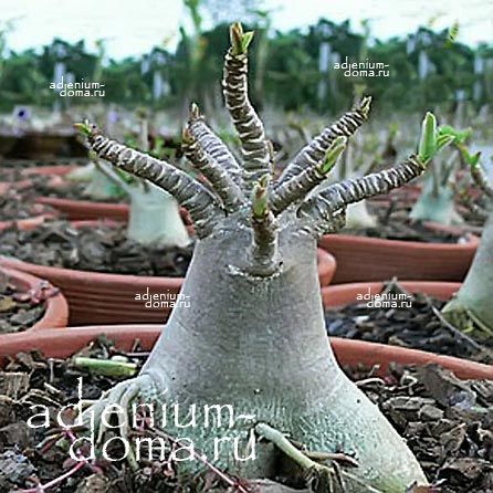 Adenium Arabicum DWARF BLACK GIANT