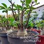 Adenium Arabicum BLACK PNW 4