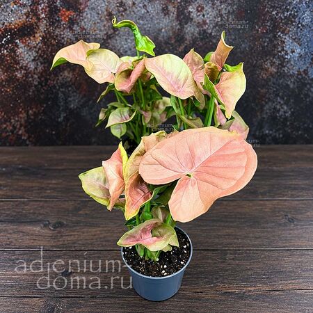 Растение ⌀ 6 Syngonium PODOPHYLLUM 'NEON ROBUSTA' (Сингониум)