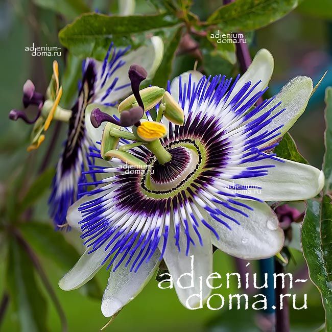 Passiflora CAERULEA Пассифлора голубая 1