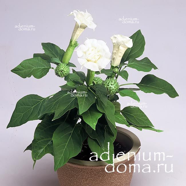 Datura METEL DOUBLE WHITE Дурман индийский махровый белый Датура Метел Дабл Вайт 2