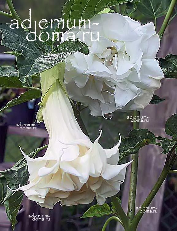 Datura METEL DOUBLE WHITE Дурман индийский махровый белый Датура Метел Дабл Вайт 1