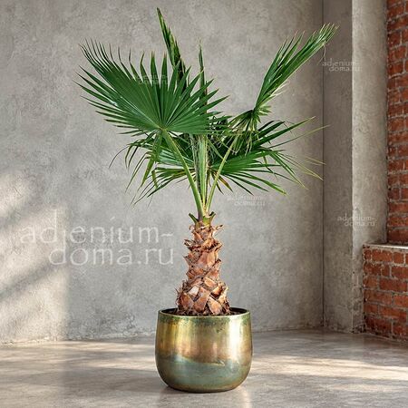 Washingtonia ROBUSTA (Вашингтония)