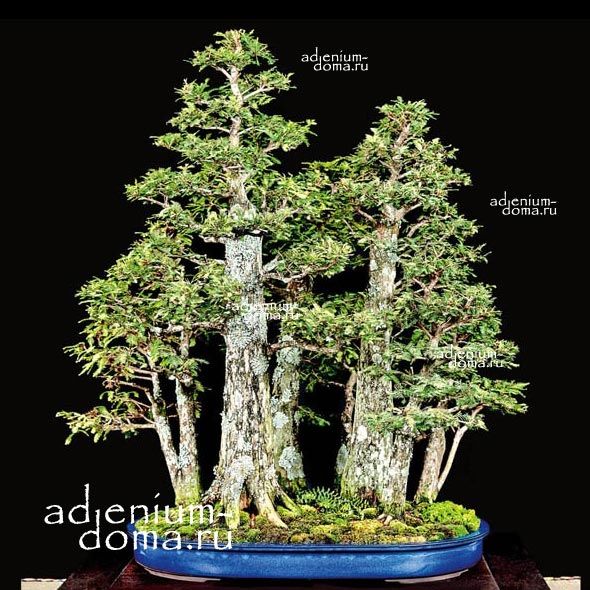Taxodium DISTICHUM Bald Cypress Таксодиум двурядный Кипарис болотный обыкновенный Таксодий Тисовик 1