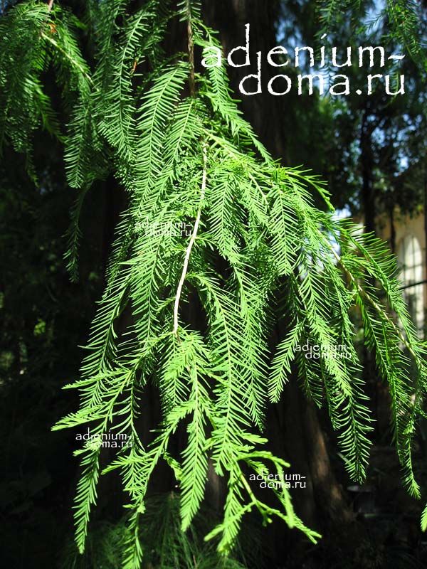 Taxodium DISTICHUM Bald Cypress Таксодиум двурядный Кипарис болотный обыкновенный Таксодий Тисовик 3