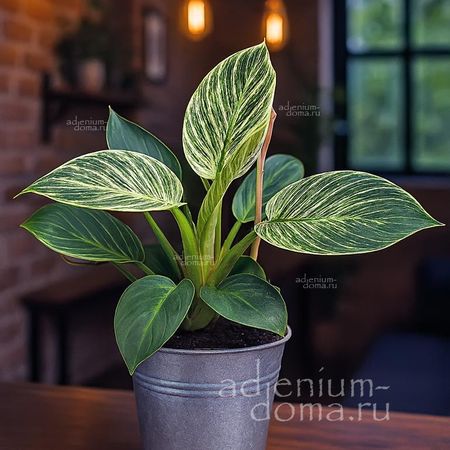 Растение ⌀ 6 Philodendron BIRKIN 'WHITE MEASURE' (Филодендрон)