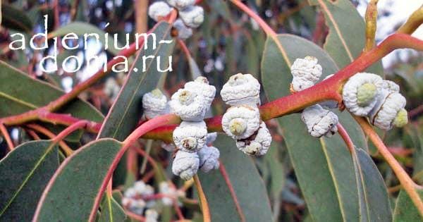 Eucalyptus GLOBULUS Эвкалипт шаровидный Tasmanian Blue Gum 2