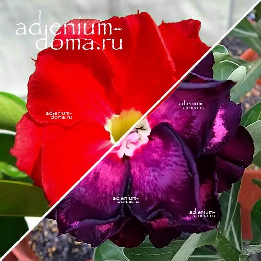 Adenium Адениум Hybrid NEW-45 X NEW-86