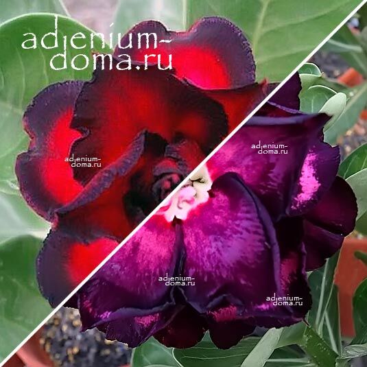 Adenium Адениум Hybrid NEW-46 X NEW-86