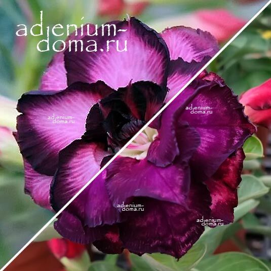 Adenium Адениум Hybrid NEW-49 X NEW-86