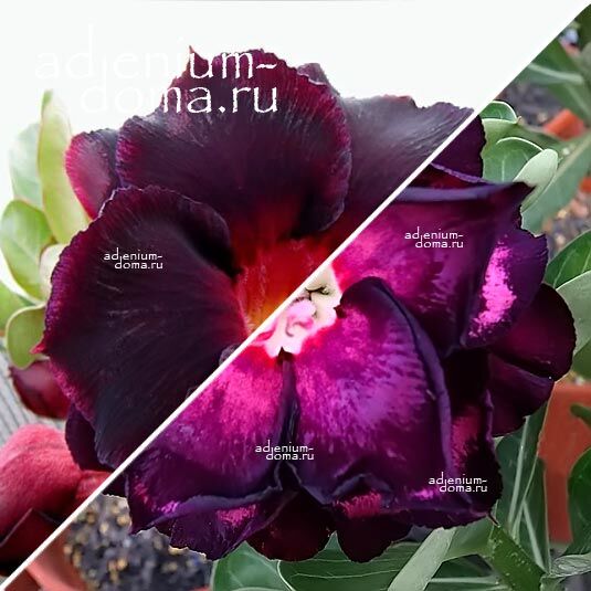 Adenium Адениум Hybrid NEW-51 X NEW-86