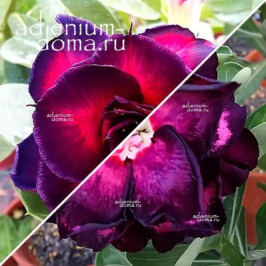 Adenium Адениум Hybrid NEW-65 X NEW-86
