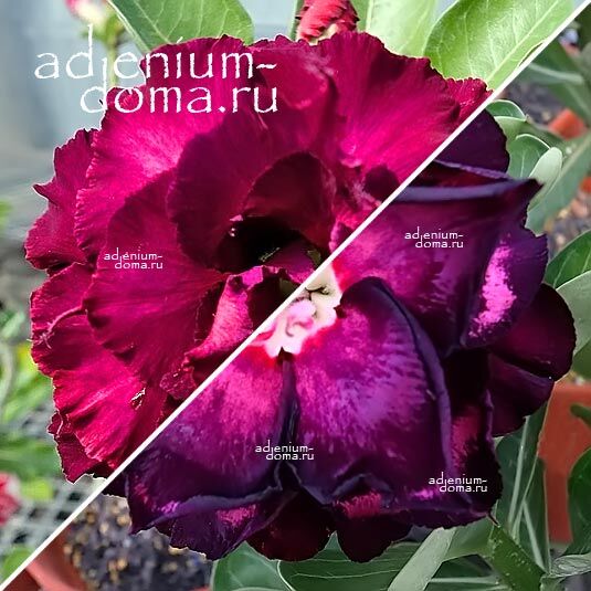 Adenium Адениум Hybrid NEW-75 X NEW-86
